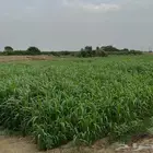 قصب اخضر للبيع