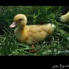 صوص بط