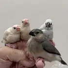 فروخ جاوا قريب الفطام تربيه