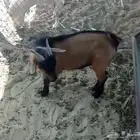 ماعز قزم