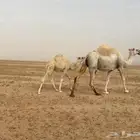 للبيع البل الوضح