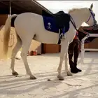 اسطبل للايجار اليومي   تدريب   ايواء ( )