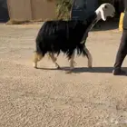 رخل نجديه خلفه