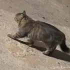 قطو شيرازي للتبني