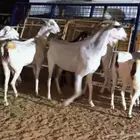 معزا بيشيات دفيع