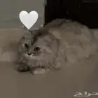 قطه للتبني