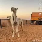 ناقه ضريبه عشرا منتج انتاج قوي وبنتها ماهي في البيع