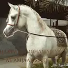 للبيع فرس ورق شيخه