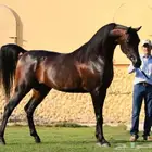 مهر عربي واهو للبيع