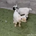 زوج قزم أربع أيام