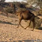 ناقه صفرا لقحه