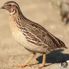 سماني للبيع