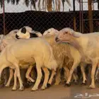 غنم دفيع ومتبيع