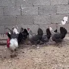 دجاج فيومي نادر