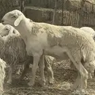 مشروع صنف الصنف