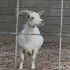 عنز قزميه مضرع سونار (اللون المطلوب) ابيض
