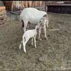 نعجه سواكنيه معها رخل سن و ديس السن جامع دوبها