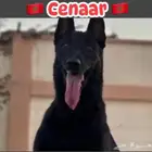 جراوي مالينو مستوردة للمميزين فقط
