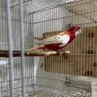 روزلا ذكر محلل