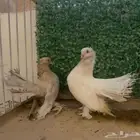 زوج كرنقو مميز جدا