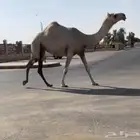 لقحه جذعه