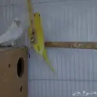 زوج بادجي هولندي منتج