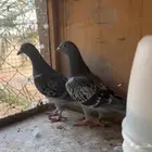 القصيم