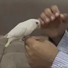 روز البينو