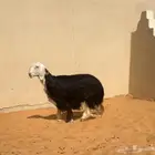 شاه نجديه