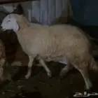 شاه حايل