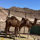 حشو للبيع