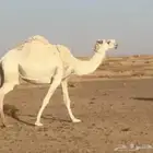 خلفه حليب