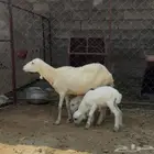 نعجه منتوج بتوأم