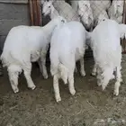 خرفان كفو للبيع عدد 3