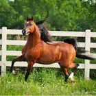 عدد من عروض الخيل الفاخرررة