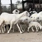 غنم للبيع دفيع ومتبيع