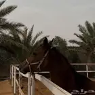 فرس للبيع