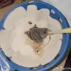 ياسمين فريقي قليه غر