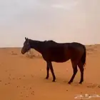 فرس مشروكة لقاح ثقيل على حصان عربي