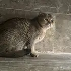 سكوتش للبيع
