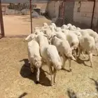 تم البيييع