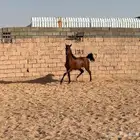 حصان واهو