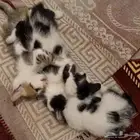 قطط كيتن للتبني