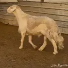 فحل حري مشروط (تم البيع)