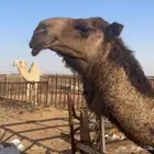 قعود ولد دبيان