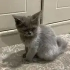 قطو شيرازي للبيع