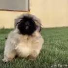 جراوي شيتزو وبيكينيز