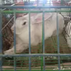 سلالات ارانب منتجه للبيع بجميع أنواعها بالطائف