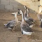 وز عراقي