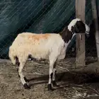 رخل جذع